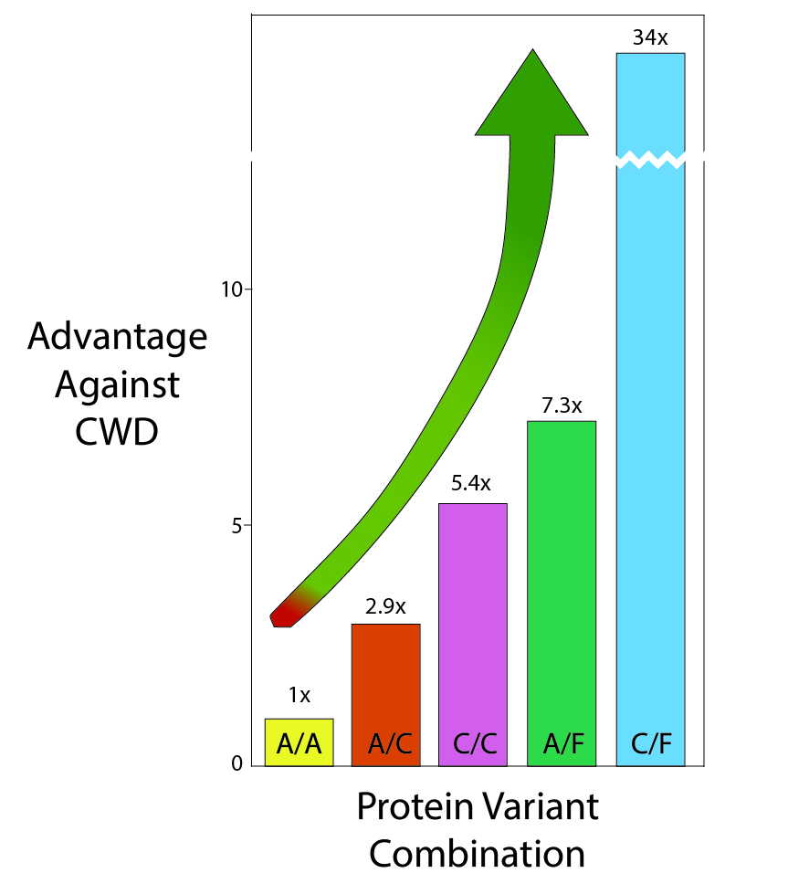 A bar graph showing all the different protein variant combinations in white-tailed deer including A/A, A/C, C/C, A/F and C/F. Deer that have C/F protein variant combinations have a dramatic increase in advantage against CWD compared to all the other variant combinations.