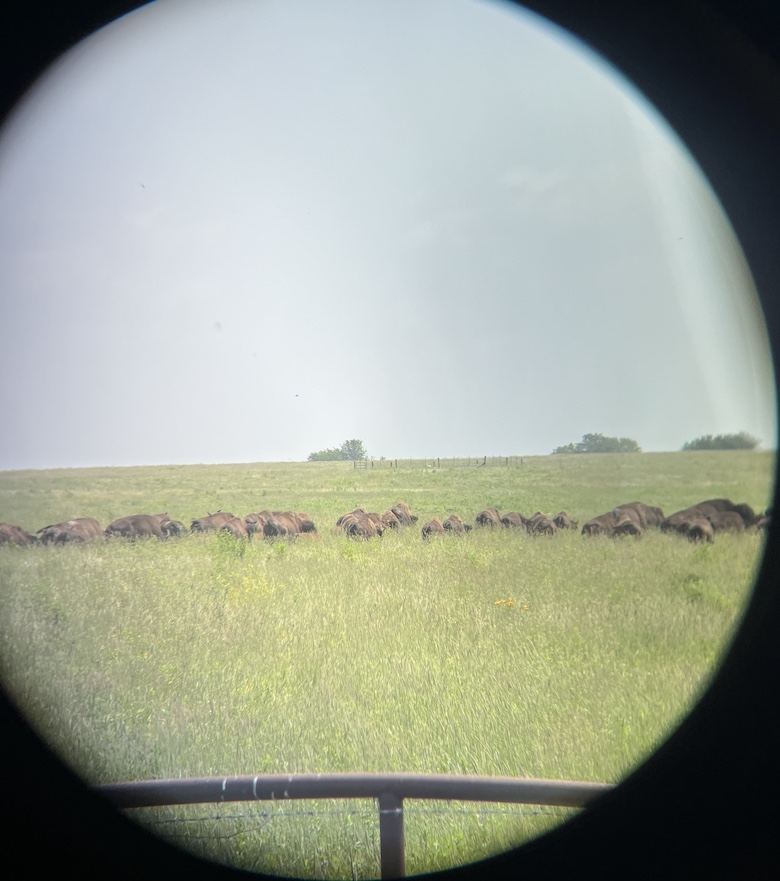 A view from a spotting scope in a circle framed in black. Brown bison are grazing in a group on a prairie beyond a steel and barbwire fence.