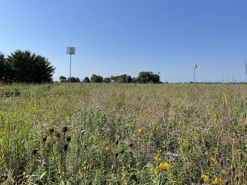 A grassland interspersed with yellow, purple and pink wild prairie flowers fills a field. Three tall bird nest boxes are installed in the grassland on tall metal poles. A bright blue sky is overhead.