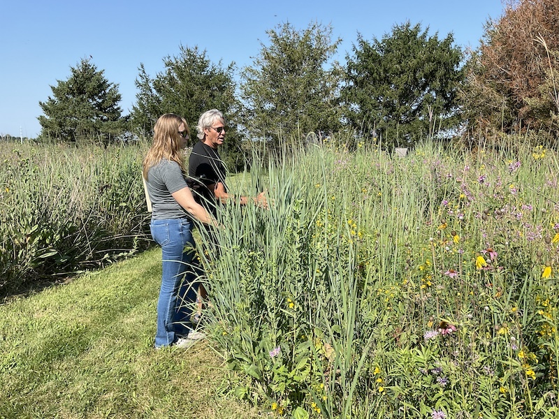 A man and a woman stand in a mowed trail and look at a grassland filled with wild prairie flowers. A line of tall trees are in the background against a bright blue sky.