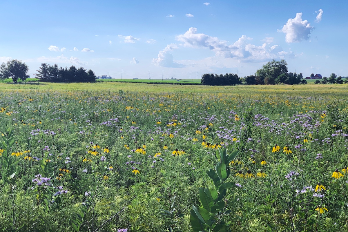 A prairie fills a large acreage with many purple and yellow flowers interspersed throughout. In the background are a few groupings of trees along the border of the prairie and a green cornfield beyond. Overhead is a bright blue partly cloudy sky.