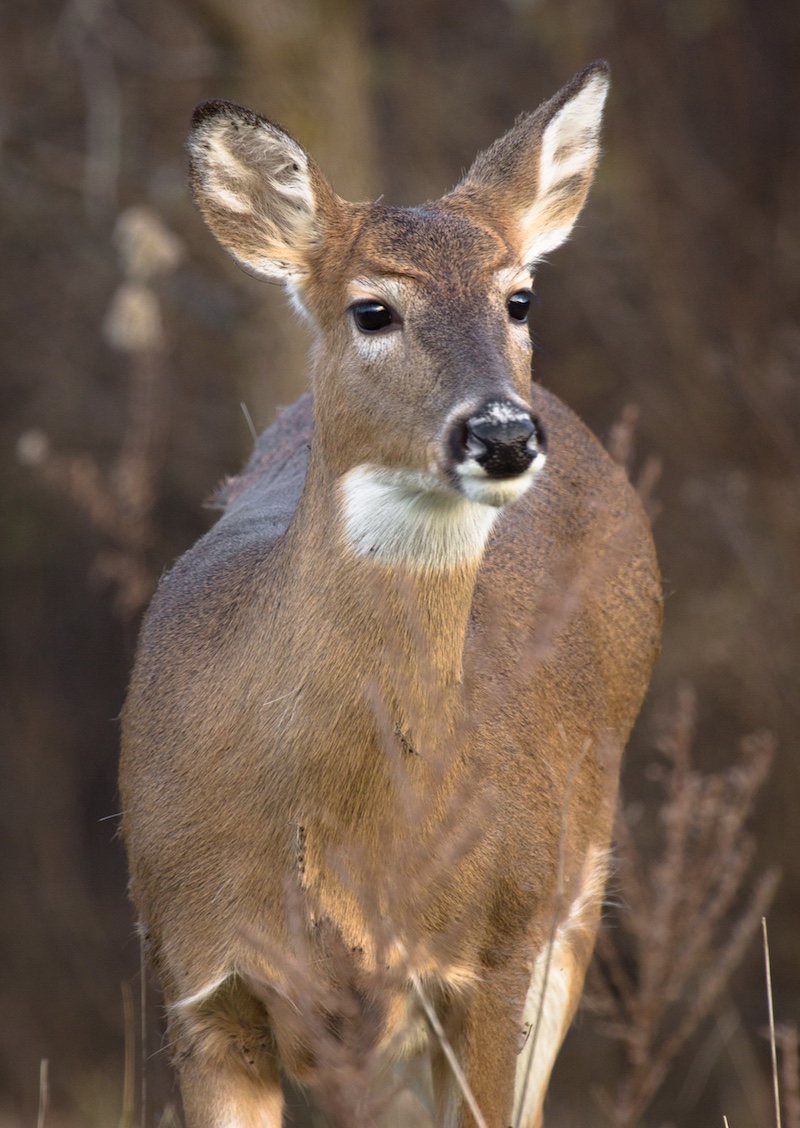 A close-up of a brown white-tailed deer standing in a grassland.