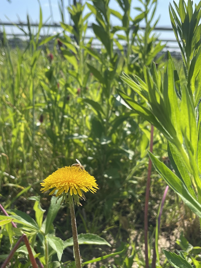 A close up of a honeybee nectaring on a yellow flower. In the background is green vegetation.