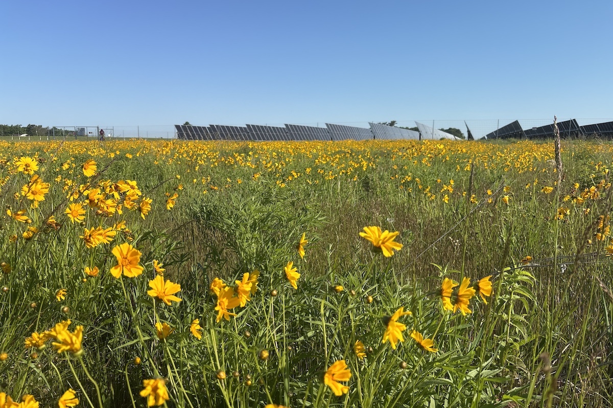 Beautiful yellow daisy-like prairie flowers surround a field of solar panels. A bright blue sky is overhead.