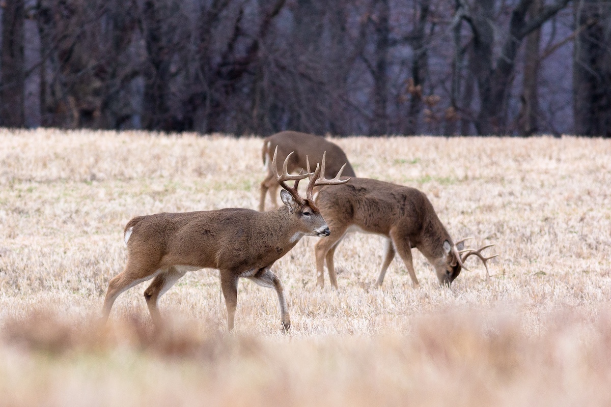 Three white-tailed deer are in a harvest agricultural field. Two of the deer are grazing. The deer in the foreground is walking towards the right with its head up. The deer in the foreground and one in the background have large antlers. A woodland is in the distance.