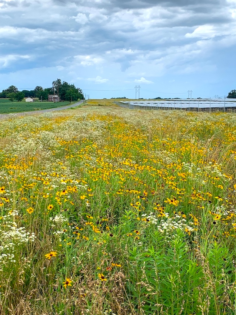 Yellow and white prairie flowers cover a field. In the center of the field is a solar array. A county road runs along the field into the distance on the left. A house and an agricultural field is on the other side of the road on the left. A overcast sky is above.