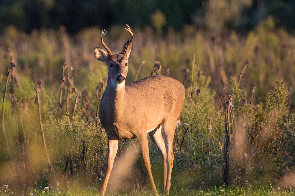 A reddish young adult male white tailed deer with small antlers stands on the edge of a grassland.