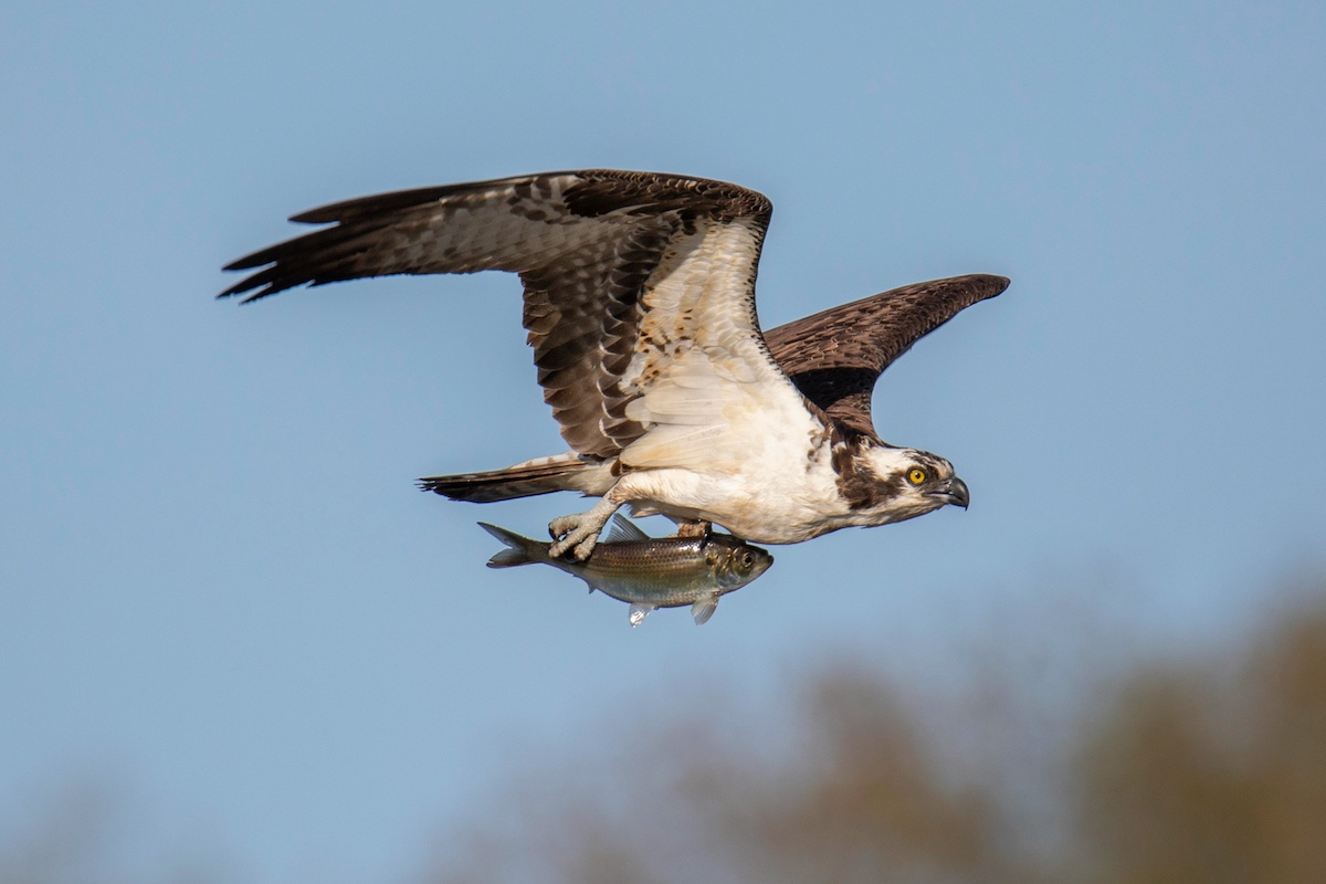 A brown and white hawk with a yellow eye flies with a successfully caught fish in its talons. A blue sky is overhead.