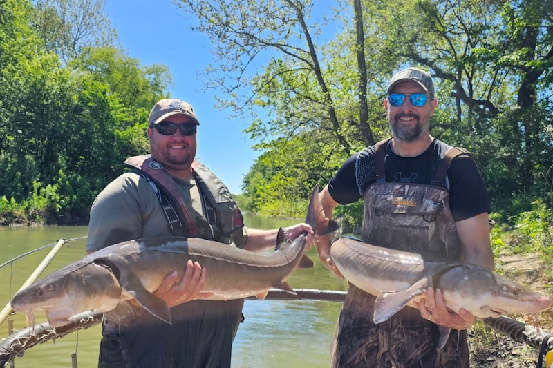 Two researchers stand on a metal boat on a river. Each researcher holds up a large tan fish with both arms. The fish have snouts with whiskers and forked tails. In the background trees and brush fill both banks of the river. A bright blue sky is overhead.