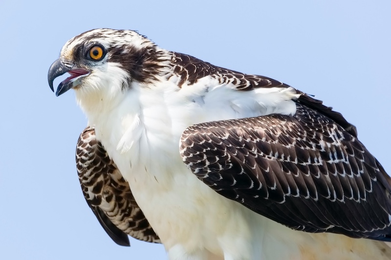 A close-up view of a standing hawk with folded wings. The hawk has a white breast and belly with a brown back and wings. A horizontal brown stripe is across the hawk's face similar to a mask. A bright blue sky is in the background.