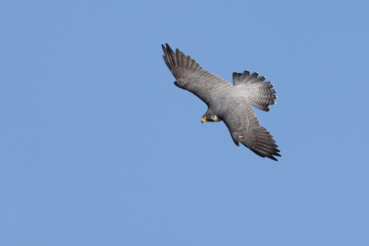 A gray hawk soars through a bright blue sky.