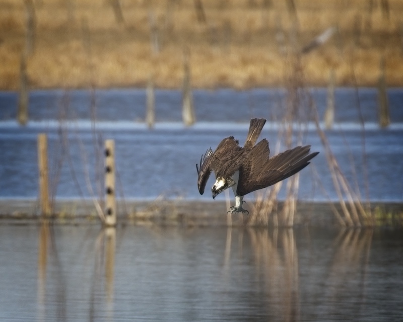 A brown and white hawk dives talons first towards the water's surface on a river. In the background is tan and brown vegetation on the shoreline.