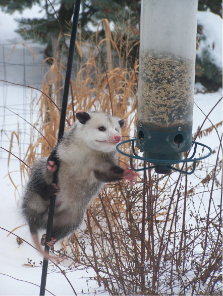 A Virginia opossum climbing a pole to reach a low-hanging bird feeder in winter.