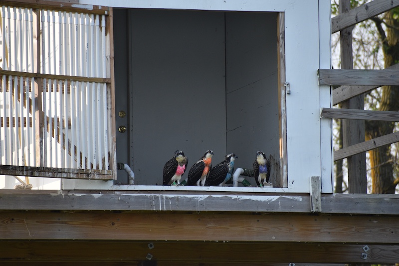 Four brown and white hawks with their chests painted with temporary identifying paint colors stand at the opening of a wooden doorway.