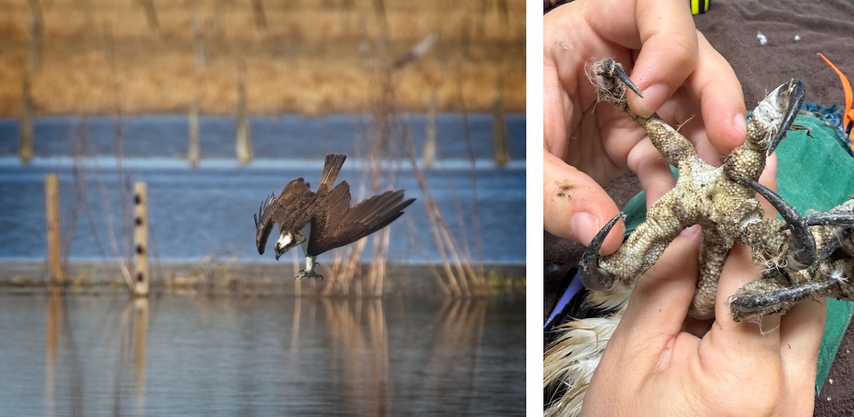 Two photos collaged together. The photo on the left is of a brown and white hawk diving talons first into a waterway. The photo on the right is of a researcher examining the talons of a hawk.