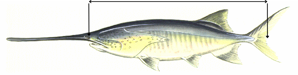 An illustration of a tan and gray paddlefish with a long snout and a forked tail. The illustration includes lines indicating the eye, the length of the fish and the fork in the tail fin. 