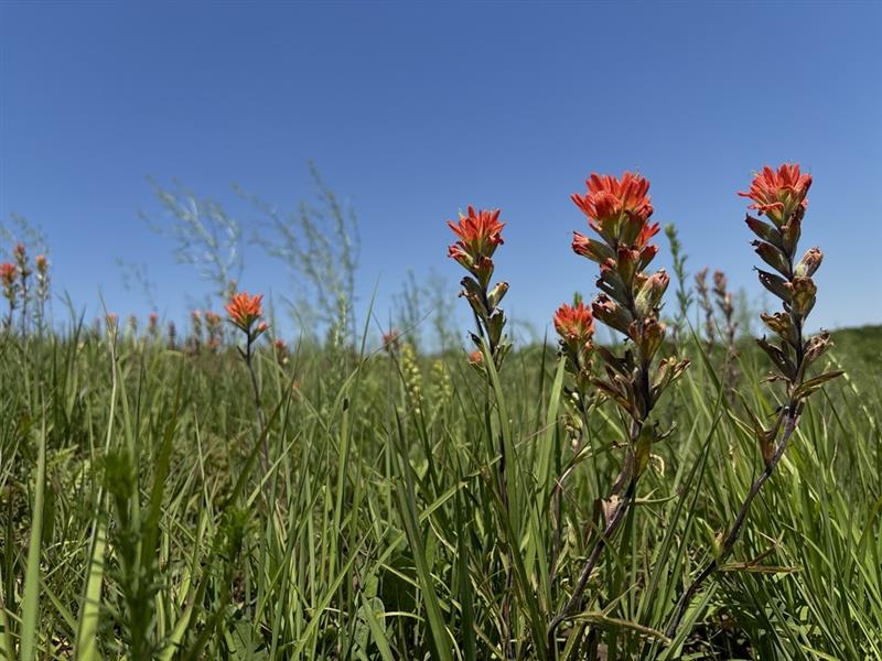 A close up of an orange prairie flower with blooms appearing at the tip of plant stems resembling a paint brush. In the background is green vegetation against a bright blue clear sky.