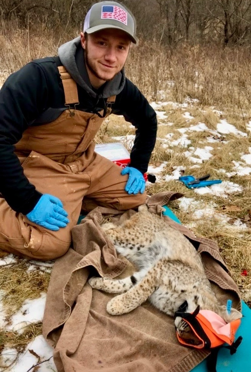 A researcher sits on a snowy grassy area. In front of the researcher is a bobcat resting on a tan towel with a cloth covering its face. In the background is a brushy woodland edge.
