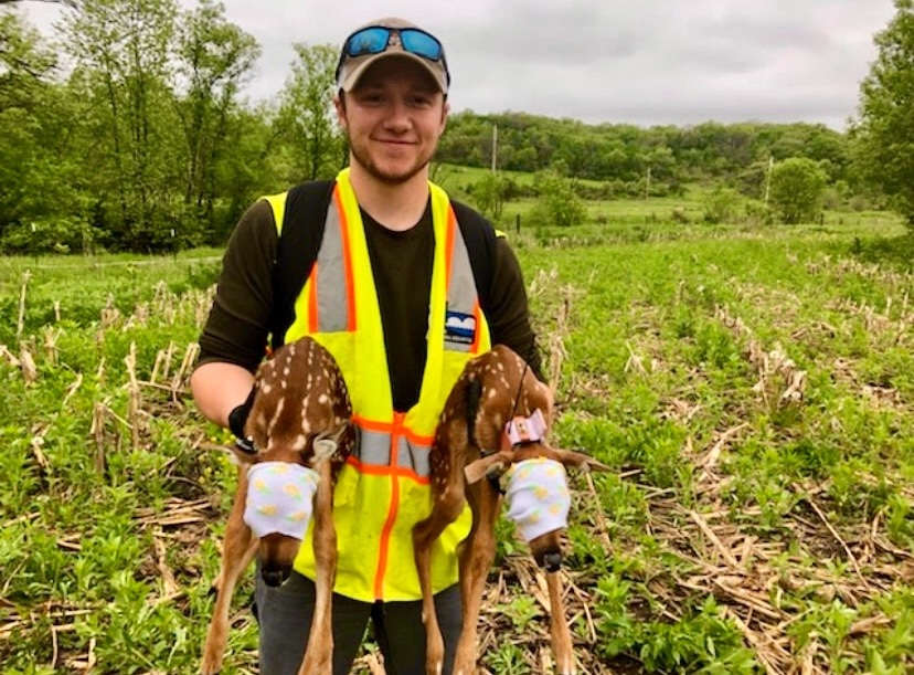 Standing in an agricultural field, a researcher holds two white-tailed deer fawns. In the background are trees against a overcast sky.