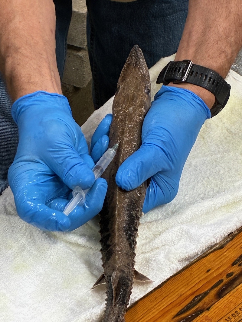A researcher wearing blue plastic gloves holds a small brown fish with a snout. The researcher implants a transmitter into the fish so that its movements can be tracked in real-time. The fish and the researcher's hands are resting on a white towel on top of a wooden tabletop.