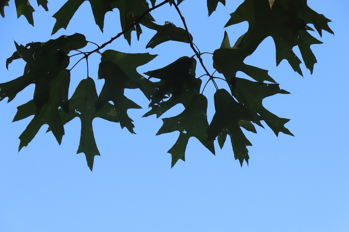 Oak leaves from an oak canopy above are silhouetted against a bright blue sky.