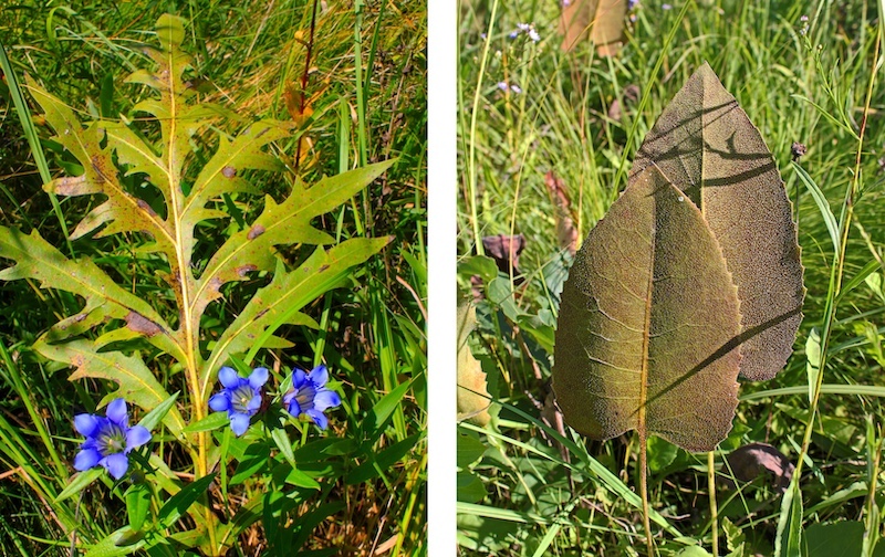 A collage of two photos side-by-side. The photo on the left is of a large deeply-lobed green leaf with blue flowers at the bottom of the image. The photo on the right is of two large green, tan heart shaped leaves. In the background of both photos are green prairie grasses.