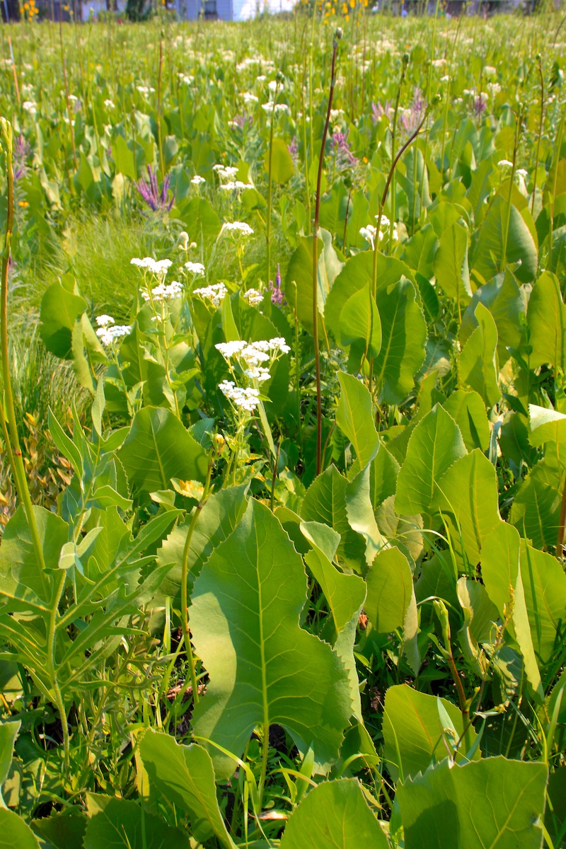 A view of a prairie with large oval or heart shaped basal leaves with yellow-daisy flowers at the top of tall stalks filling the landscape. Interspersed throughout are white clusters of tiny flowers and stalks of purple flowers.