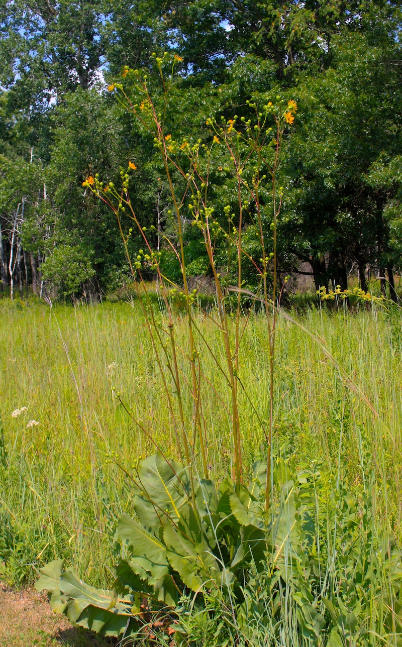 A tall plant with yellow daisy-like flowers are on the top of several stalks. Large round or oval shaped leaves are at the base of the plant. The plant is striking against a grassy landscape. In the background is the edge of a woodland.