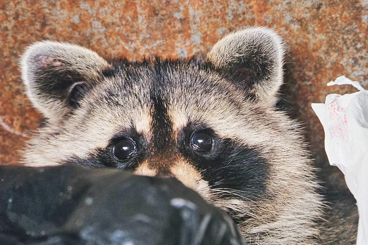 A raccoon peaks over a bag of trash in a rusted dumpster.