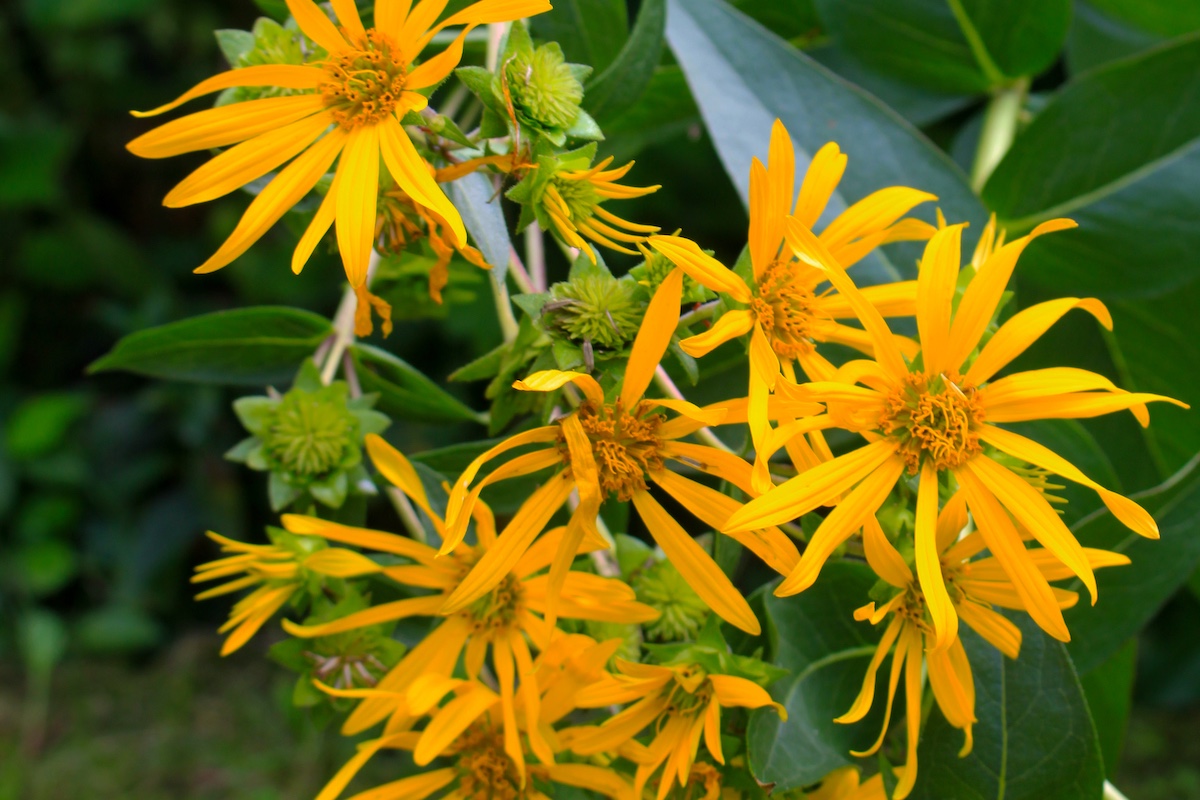 A close up of yellow daisy-like prairie flowers. In the background is green vegetation.