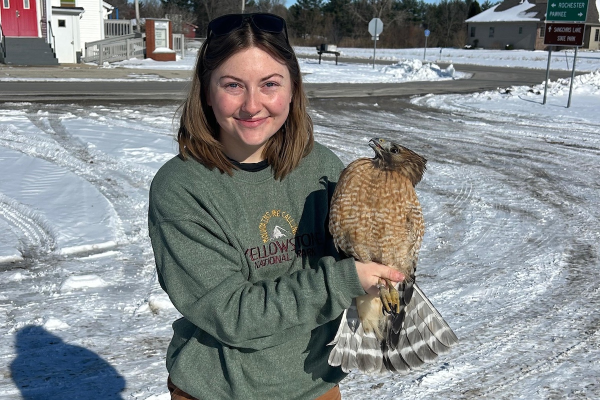 A woman stands in a snowy parking lot. She holds a reddish-brown and tan striped red-shouldered hawk in her hands. IN the background is a church entrance on the corner of two intersecting roads.