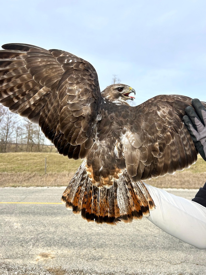 A brown and tan hawk being held by a researcher holds its wings out from its body getting ready for flight upon its imminent release. In the background is a rural road in front of a pasture. Above is an overcast sky.