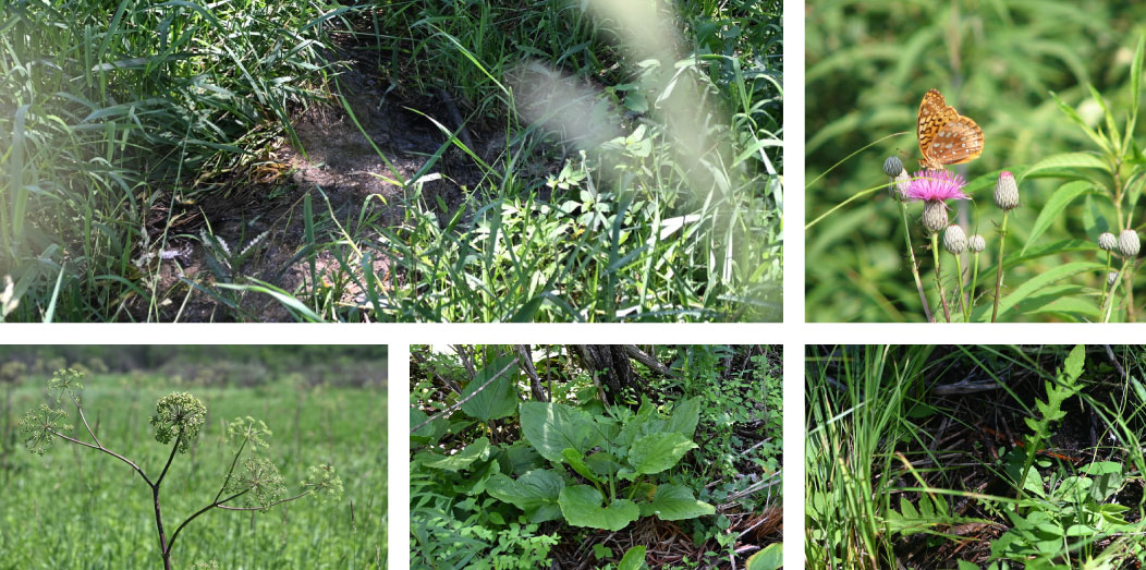 A photo collage of five images. The top left image is of a stream of water surrounded by green vegetation. The photo on the top right is of an orange brown butterfly nectaring on a purple flower. Green vegetation is in the background. The photo in the bottom left is of a tall plant with clusters of green flowers in a green grassland. The photo in the bottom middle is of a plant with large heart shaped leaves radiating out from the base of the plant. The plant is surrounded by smaller vegetation on the ground. The photo in the bottom right is of a plant with long serrated leaves radiating out from the plant's base. The plant is surrounded by green vegetation.