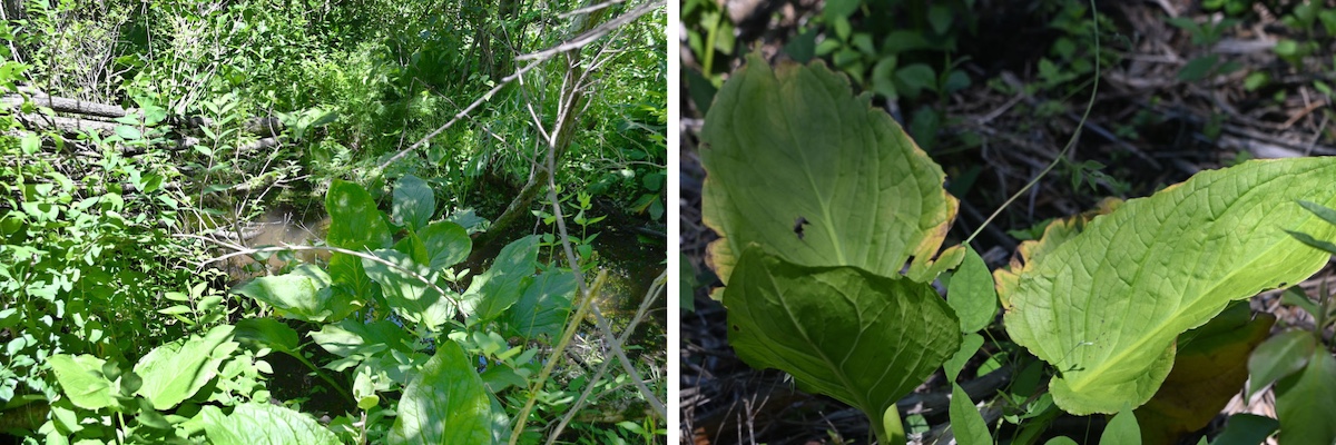 A photo collage of two images arranged side-by-side. The image on the left is of a stream surrounded by green vegetation.  The image on the right is of a plant with broad heart shaped leaves. The leaves are radiating out from the base of the plant. In the background is smaller vegetation.