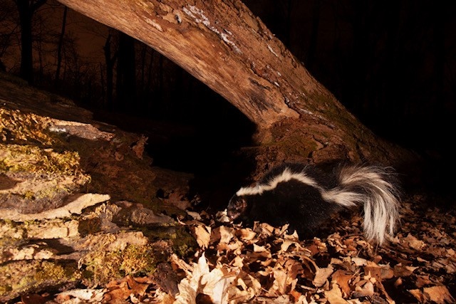 a black and white skunk walks through leaf litter at night in a forest.
