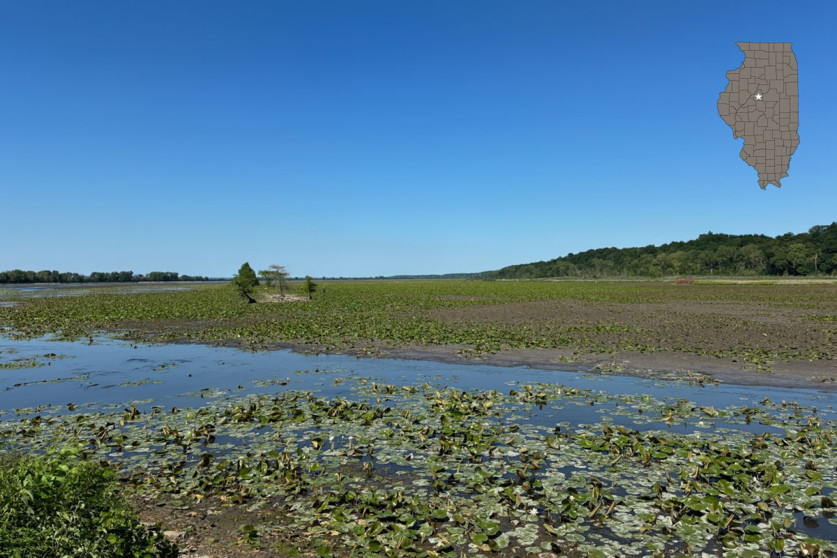 A flat mostly dry wetland covered in lily pads fills a landscape scene. Trees fill a shoreline in the distance and create a horizon line. Overhead is a crystal clear bright blue sky. A gray map of the state of Illinois with the counties outlined in black overlaps the image in the top right corner. A white star highlights Tazewell County in middle, top of central Illinois.