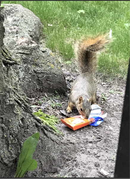 A fox squirrel checks out a chocolate candy wrapper that was left on the ground under a tree.
