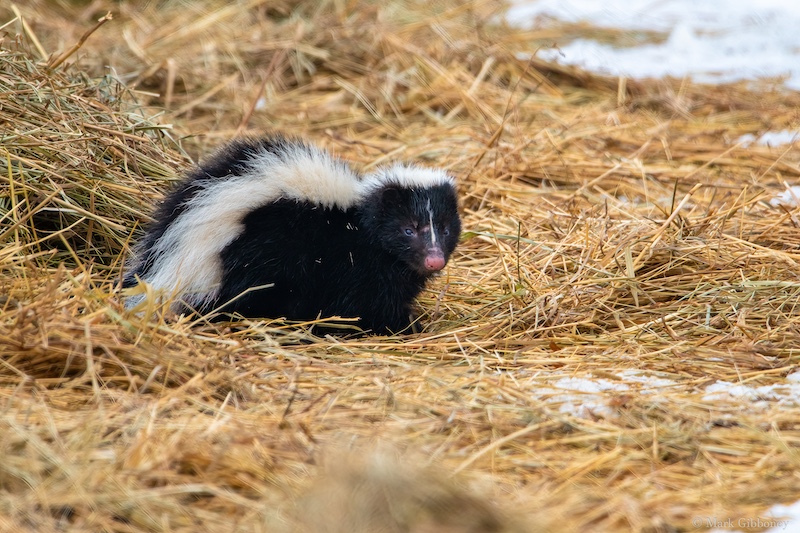 In winter, a black and white skunk rests in tan grasses with snow to the right.