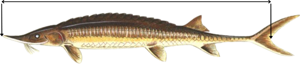An illustration of a tan and brown sturgeon with a medium snout and a forked tail. The illustration includes lines indicating the tip of the sturgeon's snout, the length of the fish and the fork in the tail fin. 