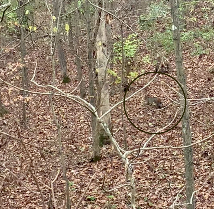 A brown bobcat is walking through a forest. A circle outlined in brown overlays the bobcat.