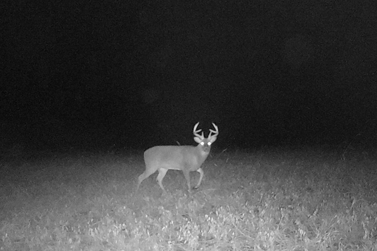 A adult male white-tailed deer with large antlers illuminated by a spotlight in a field at night.