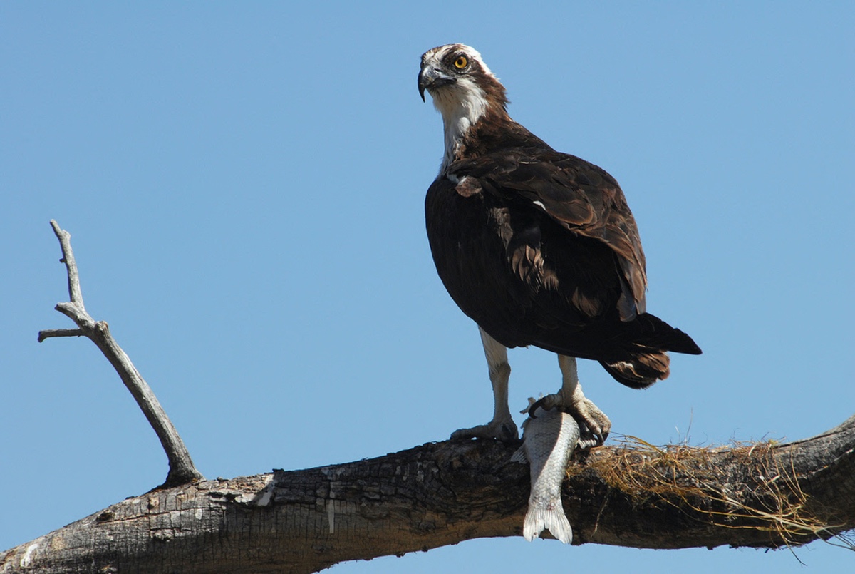 A brown and white hawk perches on a tree branch with a successfully caught fish in its talons. A horizontal brown stripe is across the hawk's face similar to a mask. A bright blue sky is in the background.