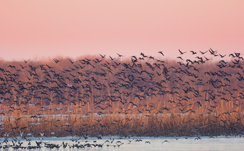 A flock of waterfowl takes flight over a wetland at sunrise. A pink sky is in the background.