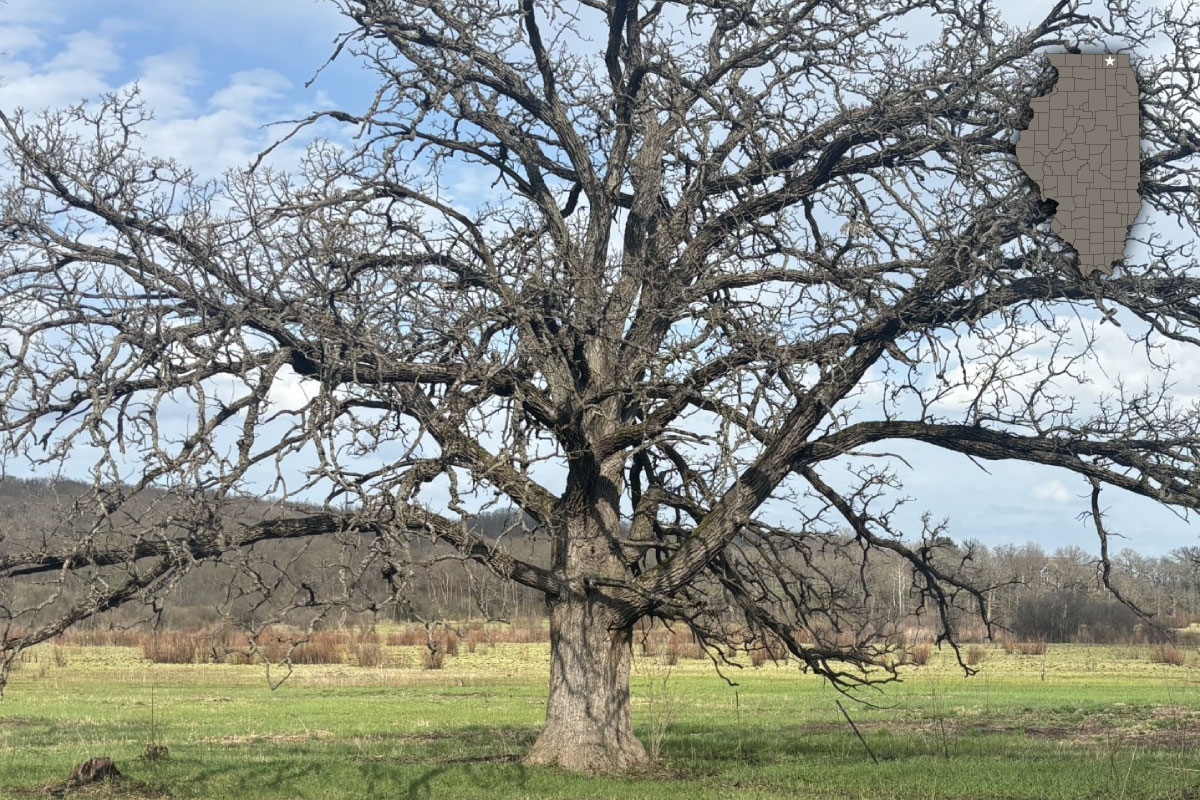 A large tree stands in a grassland in early spring. A bright partly cloudy sky is overhead. In the distance are bluffs covered in woodlands.